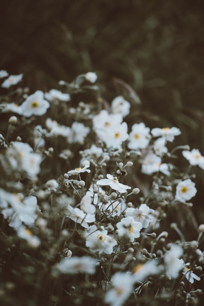 白色有花瓣的花朵在焦点摄影在白天
